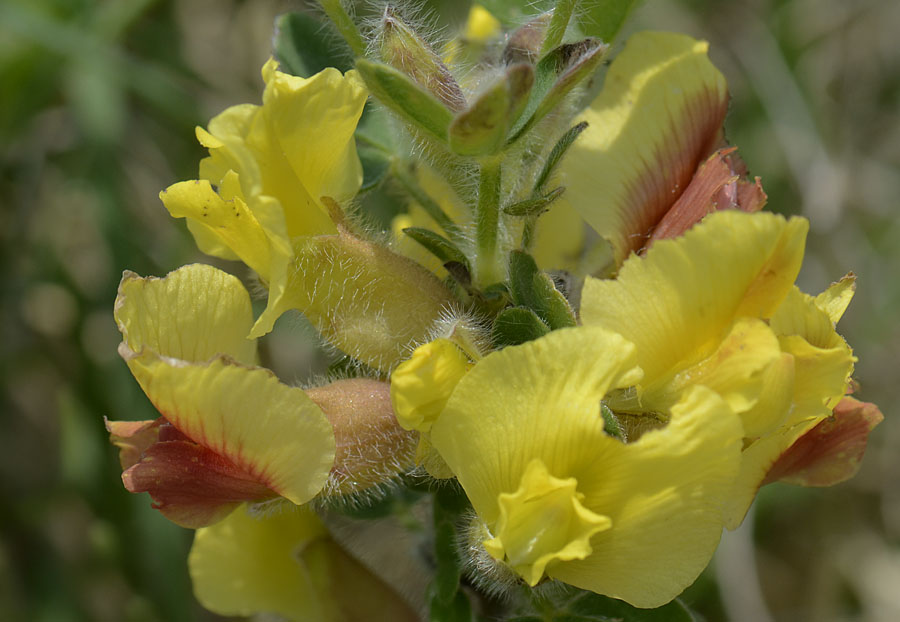 Gambo fiorito - Cytisus hirsutus